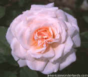 flowers - rose picture