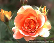 flower pictures - rose