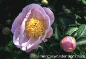 peony pictures - peony hybrid