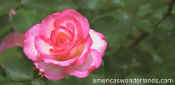rose pictures - nicole