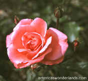 pink rose photo