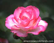 pink rose picture - nicole