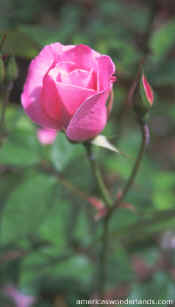 flower photos - rose