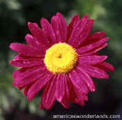 flowe pictures - purple daisy