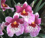 flowers - pansy orchid