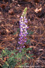 flower pictures online gallery - lupine