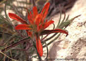 desert wild flower picture