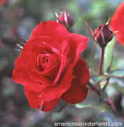 rose flower picture