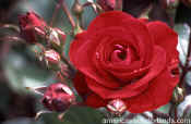 rose pix