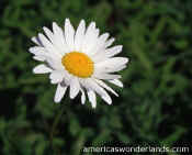flowers - daisy photo