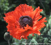 turkish deligh poppy flower