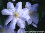 flower pictures - clematis