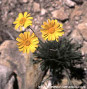 flower photos - desert marigold