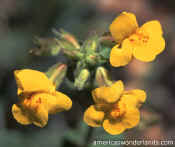 pictures of flowers - snapdragon