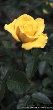 rose pictures - yellow rose photo