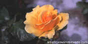 rose photo