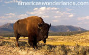 buffalo - yellowstone