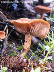 mushroom weminuche wilderness colorado