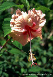 hibiscus photograph picture