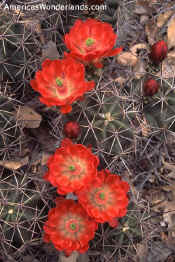 cactus flower photos