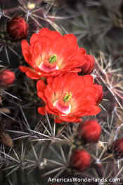 claret cup cactus flower