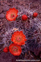 claret cup cactus flower picture