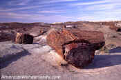 petrified forest national park arizona log photograph